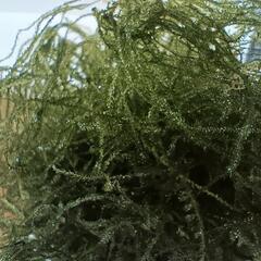(HG-621)水草【ウィロモス】の画像