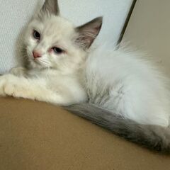 ラグドール　女の子！ - 猫