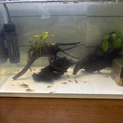 熱帯魚　コリドラス