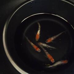 メダカ　三色ラメ体外光　3ペア
