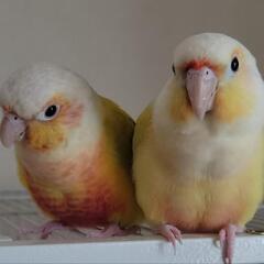 ウロコインコ ムーンチーク サンチーク ペア 募集中(有償)