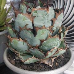 アガベ　チタノタ　５種　まとめ売り アガベ チタノタ高級銘品見計らい3種 3.5号鉢 | | アガベお買い得