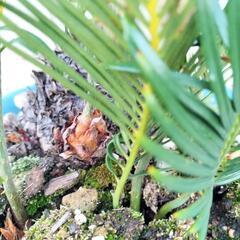ソテツ　蘇鉄の画像