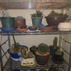 サボテン　観葉植物　各種250円から
