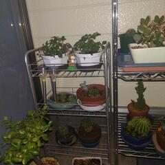 サボテン　観葉植物　各種250円からの画像