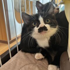 シロクロ系の可愛い姉妹猫2匹
