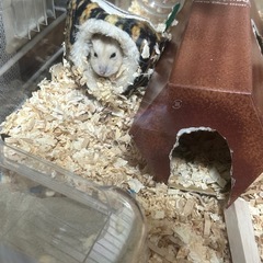 ジャンガリアンハムスター