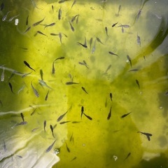 PSB メダカ用の画像