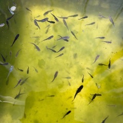 PSB メダカ用の画像