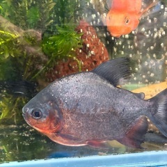 熱帯魚交換しませんか？