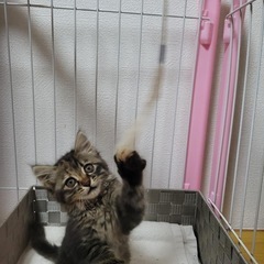 とても人懐っこい子猫