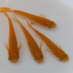 紅帝　メダカ　4匹