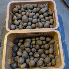 県産じゃがいも🥔