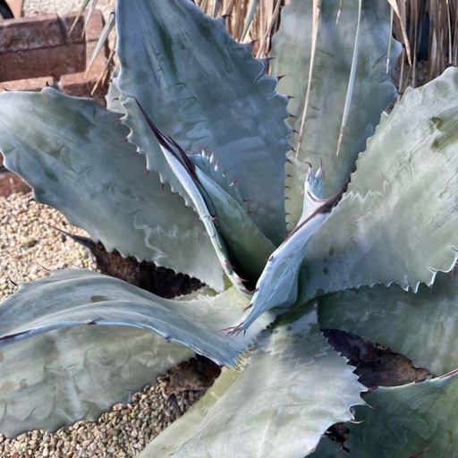 アガベ　超特大　輸入株　シュリペイマグナ