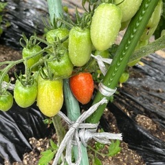 決まりました！【6/19(木)限定！】野菜セット