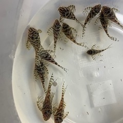 キンペコ3匹