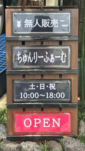 ★クワガタ★ 完品 種親候補 早い者勝ち！ 極太血統 国産オオクワガタ アンバランス アブレイズ 顎幅7.1mmUp新成虫ペア ♂75