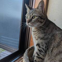 約1歳のキジ