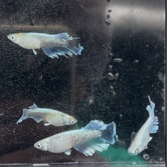 メダカの画像