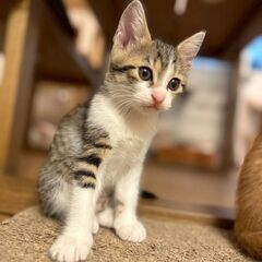 6/22　日曜日　譲渡会in川崎市動物愛護センター　子猫から大人猫まで