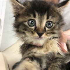 長毛キジトラさん　2ヶ月💕
