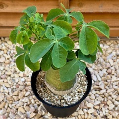 観葉植物 塊根植物 コーデックス アデニア グラウカ パキポディウムの画像