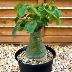 観葉植物 塊根植物 コーデックス アデニア グラウカ パキポディウムの画像