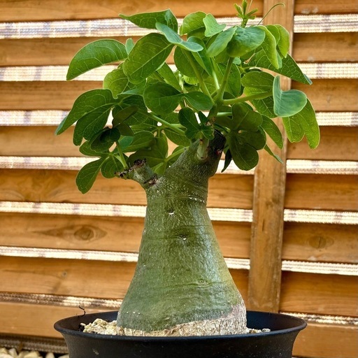 観葉植物 塊根植物 コーデックス アデニア グラウカ パキポディウム