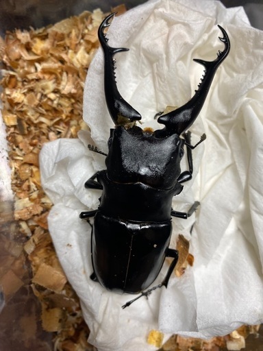 【売り切れ】ダイスケ ギラファノコギリクワガタ ペア