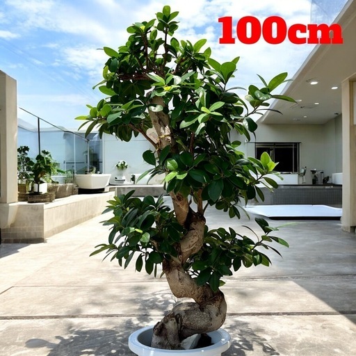 ガジュマル 昇り龍 曲がり 大株