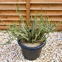 ユーフォルビア プラティクラダ 塊根植物 多肉植物 コーデックスの画像