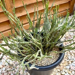 ユーフォルビア プラティクラダ 塊根植物 多肉植物 コーデックスの画像