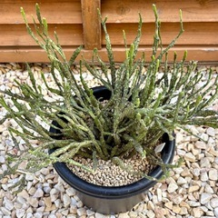 ユーフォルビア プラティクラダ 塊根植物 多肉植物 コーデックスの画像