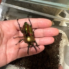 ニジイロクワガタ