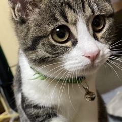人が大好き猫ちゃん