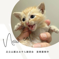 可愛いチャトラの男の子　おかか二ヶ月くらい　6月譲渡会に参加予定