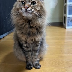 里親募集です