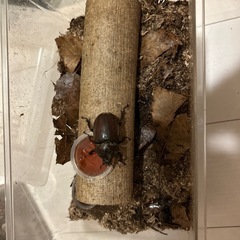 カブトムシ(オスメスペア)