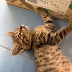 里親募集 キジトラ♂ 事情あり