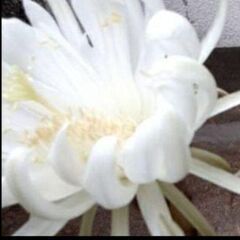 限定1 もりもり小苗　大花白の画像