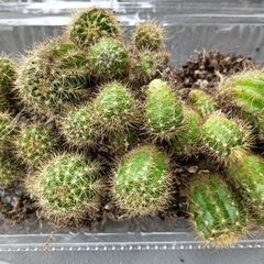 限定1 もりもり小苗　大花白の画像