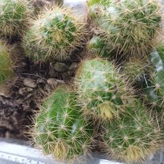 限定1 もりもり小苗　大花白の画像