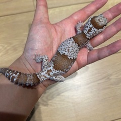 ニシアフリカトカゲモドキ
