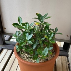 アデニウム　観葉植物　　の画像