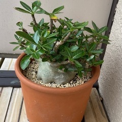 アデニウム　観葉植物　　の画像