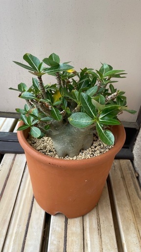 アデニウム　観葉植物