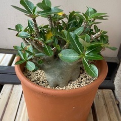 アデニウム　観葉植物　　