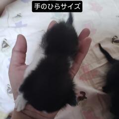 生後１週間くらいの猫ちゃん3匹