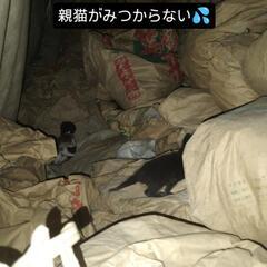 生後１週間くらいの猫ちゃん3匹 - 猫