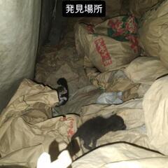 生後１週間くらいの猫ちゃん3匹 - 京都市